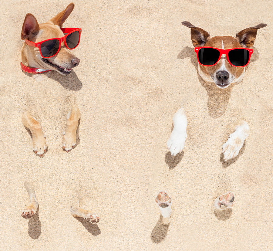 Two small dogs wearing sunglasses buried in the sand as a metaphor for vitamin D intake