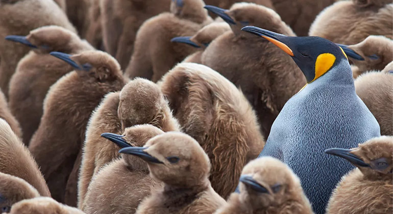 A penguin surrounded by baby penguins as a metaphor for reacting differently to dieting