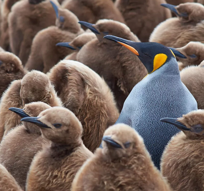 A penguin surrounded by baby penguins as a metaphor for reacting differently to dieting